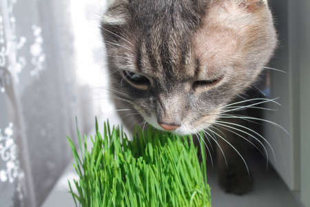 Domestic gray striped cat eats green grass on the window, close-up.の写真素材