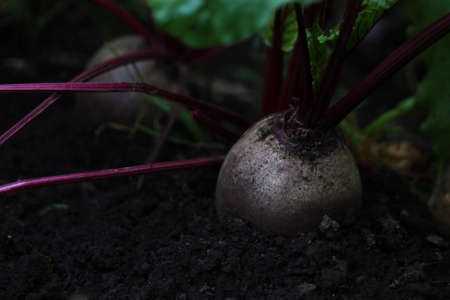 large beets on the bed, harvest on the farm. High quality photo
