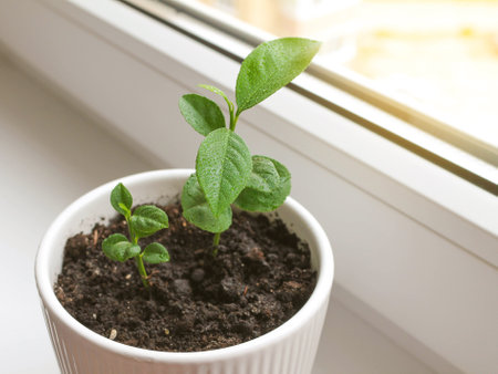 white pot with lemon sprouts on the windowsill.の写真素材