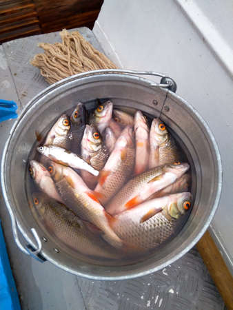 A whole bucket of freshly caught river fish.の写真素材