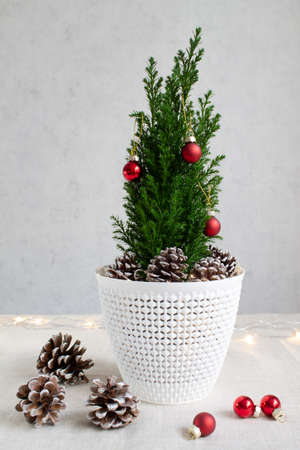 An alternative Christmas tree. Houseplant cypress in a pot is decorated with Christmas balls and cones. High quality photoの写真素材
