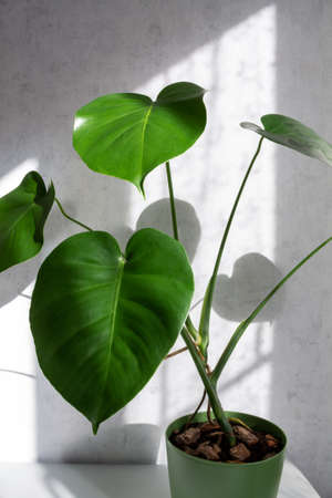 Beautiful monstera flower in a green pot stands on a table. The concept of minimalism. Scandinavian...