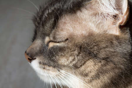 Domestic gray striped cat sleeps on the bed.の写真素材