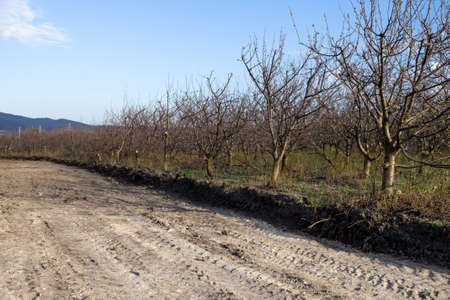 Cutting down an orchard to build a new road. deforestation for the road.の写真素材