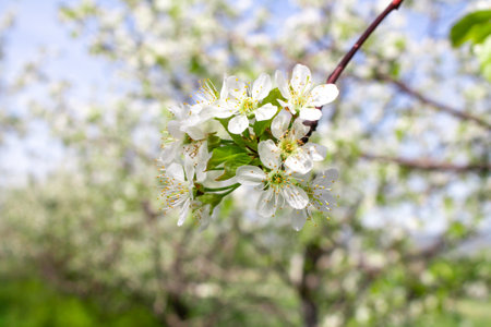 Selective focus flowering sprig of cherries. Flowering of fruit trees.の写真素材