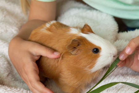 A girl feeds her red guinea pig fresh green grass. High quality photo