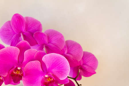 Pink flowers of the phalaenopsis dendrobium orchid on a gray beige background on the right. blank space for text. Background with orchid flowersの写真素材