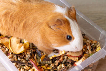 A red guinea pig sits in a container of food and eats. Guinea pig eats dry food.の写真素材