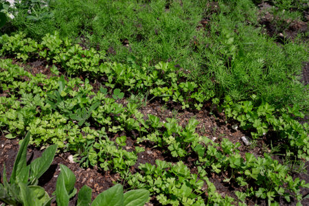 Young bright greenery in the garden. High quality photo