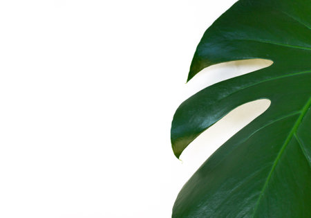 leaf green monstera deliciosa on isolated background. Swiss Cheese Plant. copy space. The edge of the monstera sheet on a white background. empty space for the inscriptionの写真素材