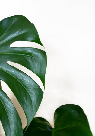 Real monstera leaf on white background. Tropical,botanical nature concepts ideas. flat lay. High quality photoの写真素材