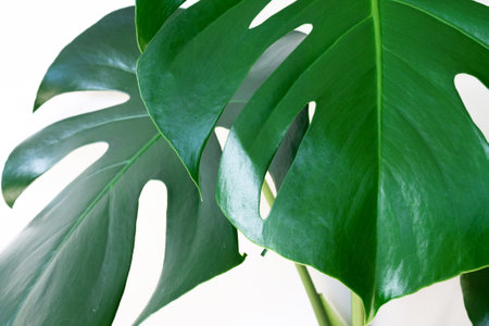 Two monstera sheets on a white background. High quality photoの写真素材