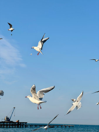 seagulls in the sky, unusual poses of birds in flight. High quality photoの写真素材