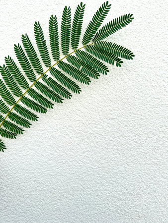 Acacia pennata (cha-om) leaves on isolated white background.の写真素材