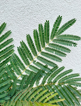 Acacia pennata (cha-om) leaves on isolated white background.