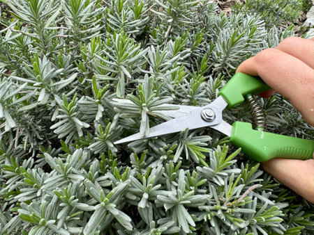 Pruning dry lavender with scissors in the garden. High quality 4k footage