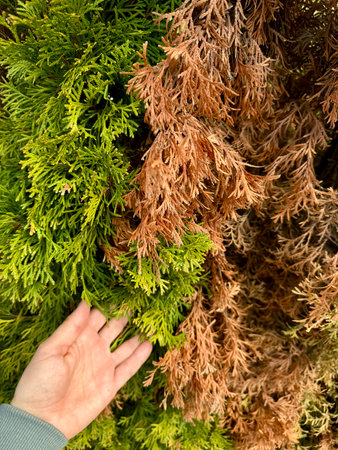 dried thuja branches, damage to thuja by pests or diseases. High quality photoの写真素材