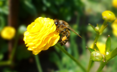bee pollinate yellow buttercup close-up macro on green backgroundの写真素材