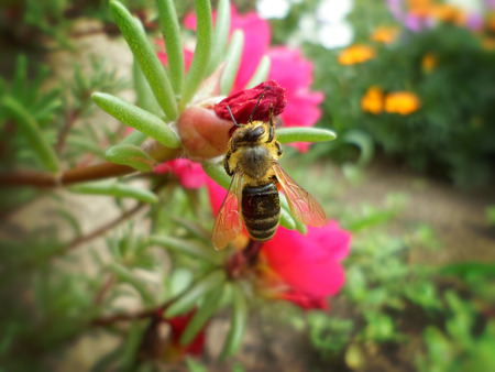 bee on the portulaca flower bud close-up macroの写真素材
