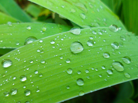 raindrops on green grass leaves close-up macroの写真素材