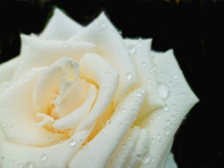 rose with raindrops on black background close-up macroの写真素材