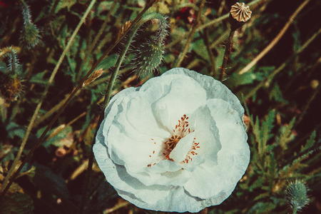 White poppyの写真素材