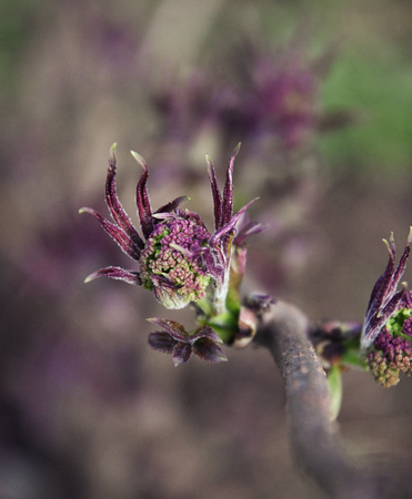 new spring leaves