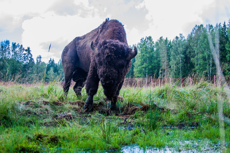 bison in the reserve in the springの写真素材