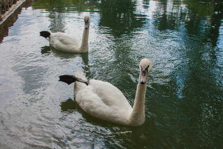 swans swim in the pondの写真素材