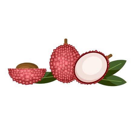 Lychees isolated on white. Flat vector illustration set of lychees icons for web design. Sides of lychee. Leaf skin and pipのイラスト素材