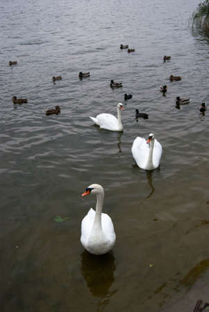 swansの写真素材