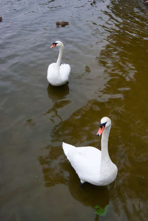 swansの写真素材