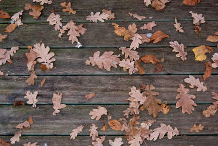 autumnの写真素材