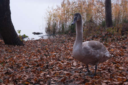 autumnの写真素材