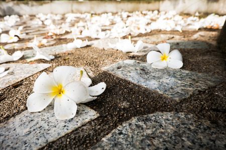 flowerの写真素材