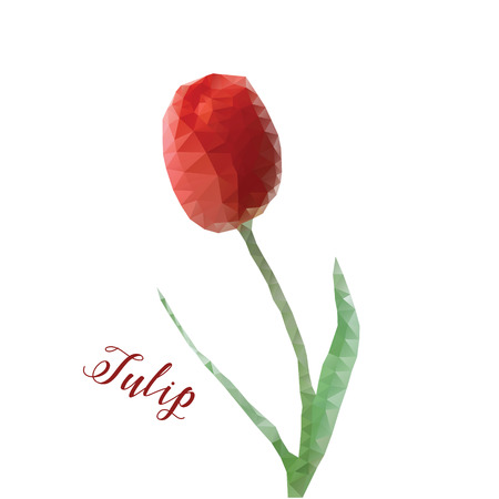 Red tulip in low poly style. Polygonal flowerのイラスト素材