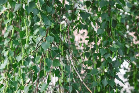 Lush green birch branches close upの写真素材