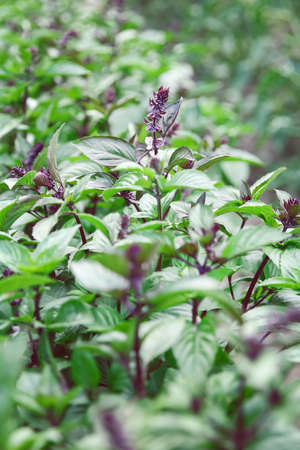 Garden of beautiful blooming basil close-upの写真素材
