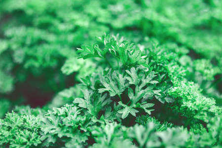 A bed of fresh green parsley top viewの写真素材