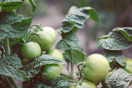 Green tomatoes on a branch in the gardenの写真素材