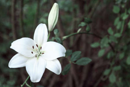 Big white lily close upの写真素材