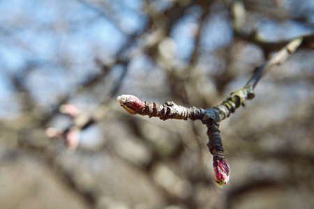 Spring buds on a tree branch close upの写真素材