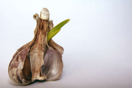 Head of garlic with fresh green sprouts close upの写真素材