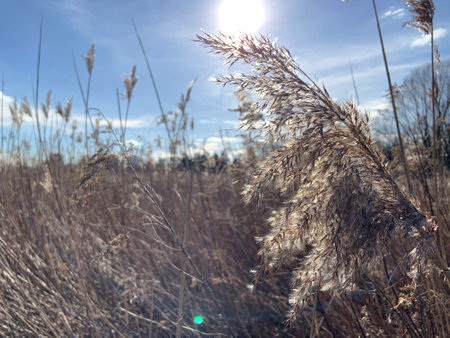 Sunshine over a field of dry grassの写真素材