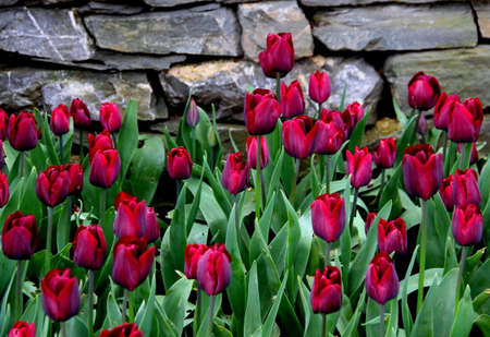 Dark red tulips on a background of a stone fence in GÃ¼lhane Park during the Tulip Festival in Istanbul, Turkeyの写真素材