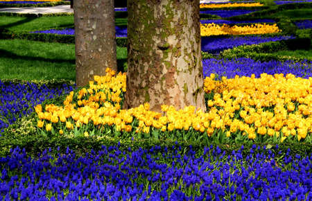 Bright yellow tulips with blue flowers in the foreground in full bloom in GÃ¼lhane Park during the Spring Tulip Festival in Istanbul, Turkeyの写真素材