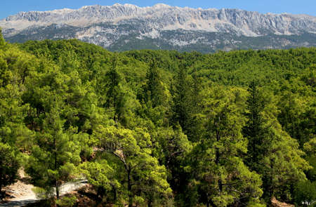 View of a mountains with dense green pine forest in the foreground near Tazi Canyon in Antalya, Turkeyの写真素材