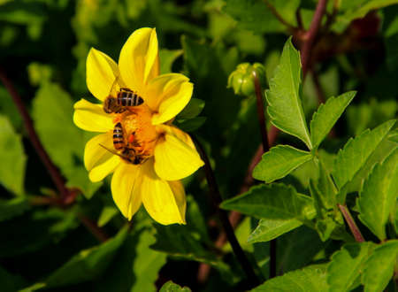 Two bees on a bright yellow flower close up on a slightly blurred green backgroundの写真素材