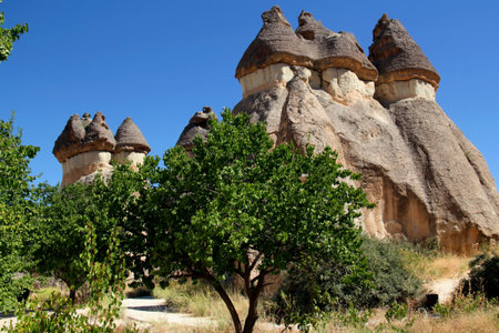Landscape with mushroom-shaped mountains (also called Fairy Chimneys) with green tree in the foreground in the Pasabag Valley near the town of Cavusin in Cappadocia, Turkeyの写真素材