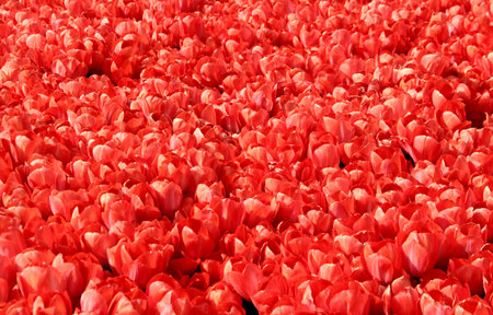 Field of thousands of bright red tulips close up at Goztepe Park during the annual Tulip Festival in Istanbul, Turkeyの写真素材